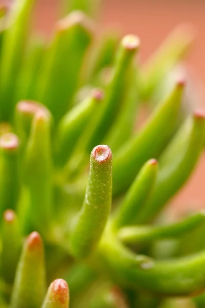 Planta de crassula —  Fotos de Stock