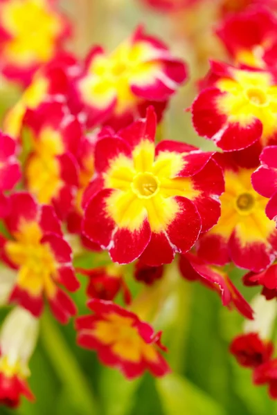 Spring flowers — Stock Photo, Image