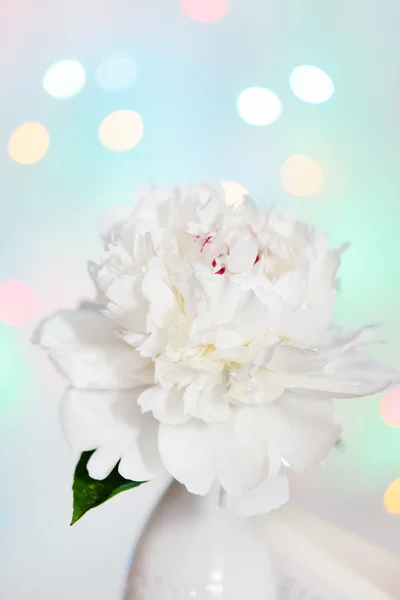 Peonia bianca — Foto Stock