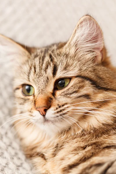 Gato bonito — Fotografia de Stock