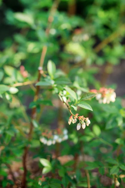 Flores de mirtilo — Fotografia de Stock