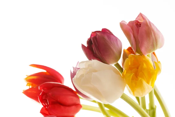 Красивые тюльпаны — стоковое фото