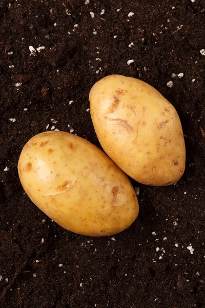 Ziemniaki na ziemi — Zdjęcie stockowe