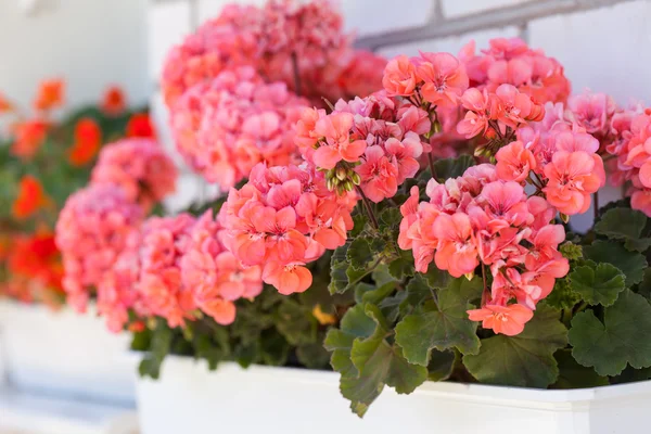 Tuin geranium bloemen — Stockfoto