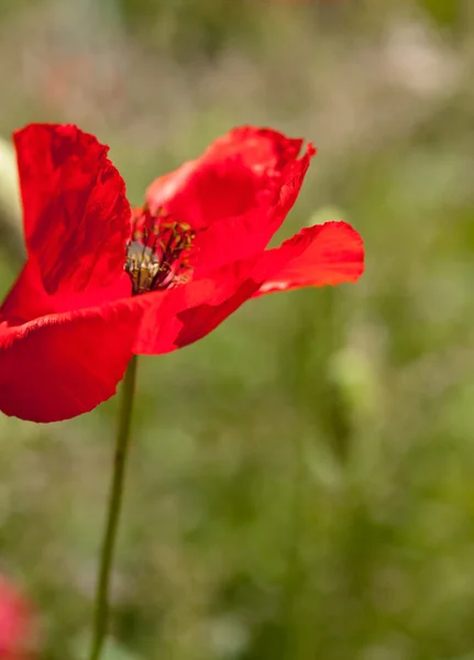 Papaverbloem — Stockfoto