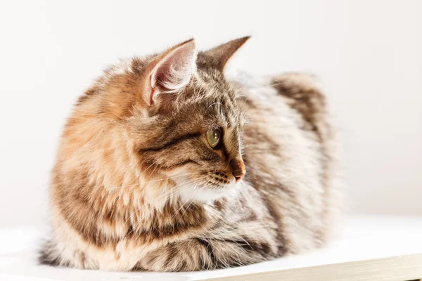 Cat relaxes and dreams — Stock Photo, Image