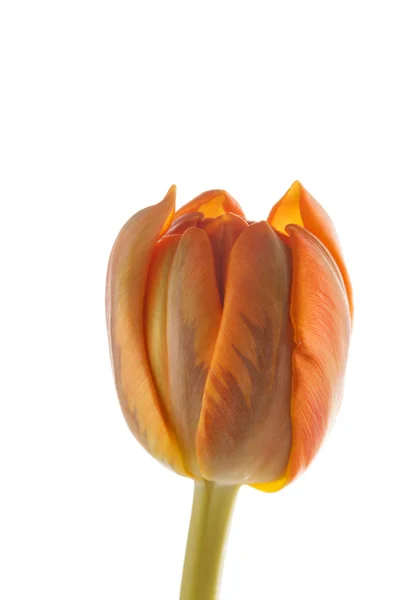 Pěkný Tulipán — Stock fotografie