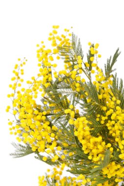 Beyaz arkaplanda bir Mimosa şubesi