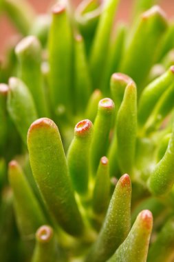 Yeşim bitkisi tesisi