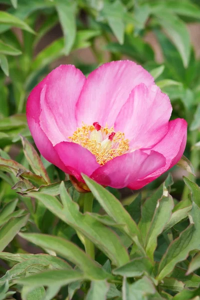 Peonia in giardino — Foto Stock