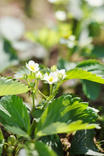 Strawberry Garden — Stock Photo, Image