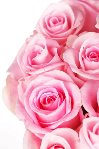 Beautiful roses Stock Picture