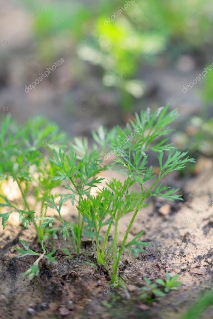 Images dill vegetable Dill growing on the vegetable bed — Stock