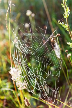 Yaz ve örümcek ağları