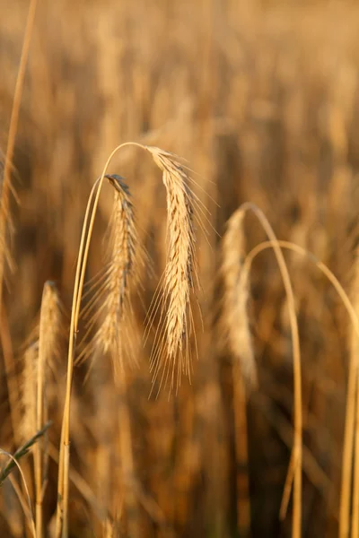 Céréales — Photo