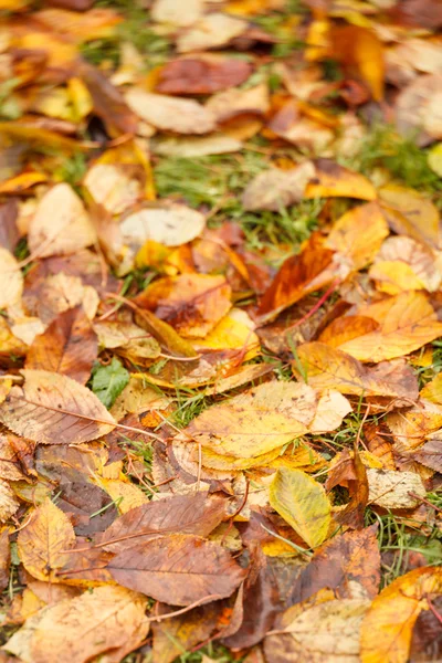 Hojas de otoño en el suelo para el fondo — Foto de Stock