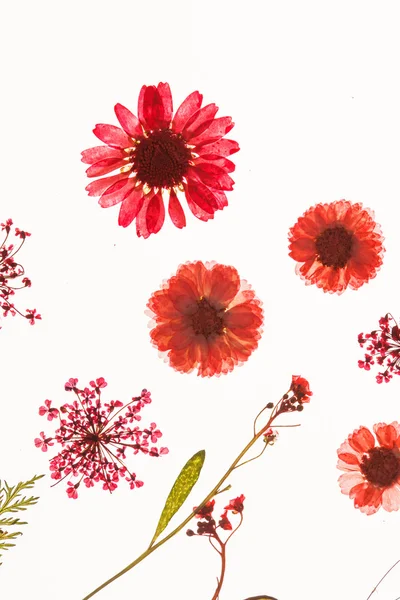 Yaz Çiçekleri — Stok fotoğraf