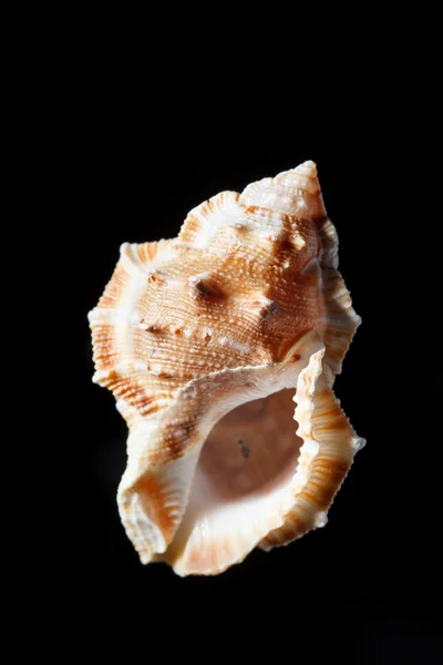 Sea shell geïsoleerd op zwart — Stockfoto