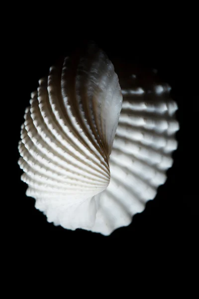 Conchiglia isolata su nero — Foto Stock