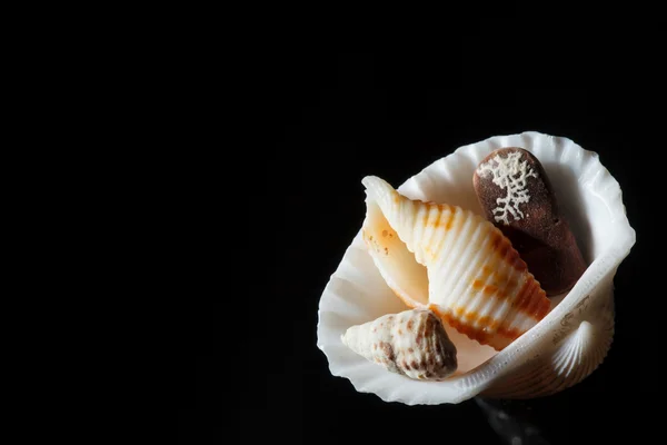 Sea shell geïsoleerd op zwart — Stockfoto