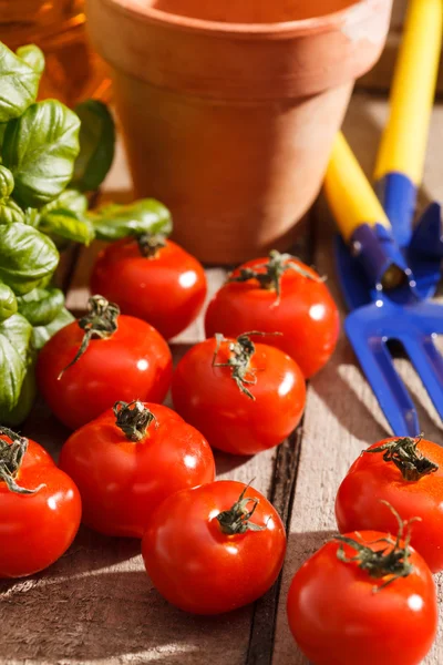 Fresh cherry tomatoes — Stock Photo, Image