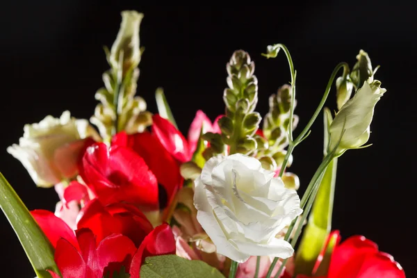 Frühlingsblumen — Stockfoto