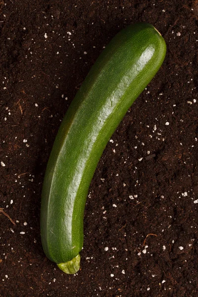 Zucchini di tanah — Stok Foto
