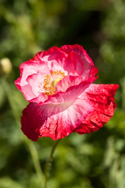 Fiore di papavero — Foto Stock