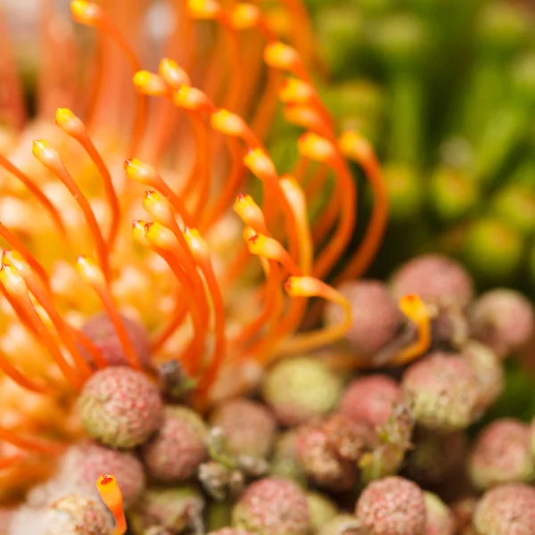 Sfondo della natura — Foto Stock