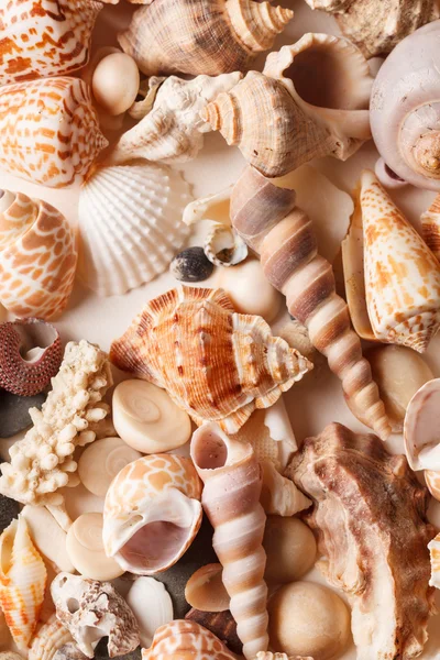 Sea shells background — Stock Photo, Image