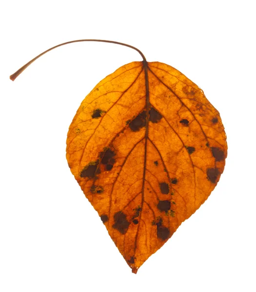 Φθινόπωρο φύλλα απομονωθεί — Φωτογραφία Αρχείου
