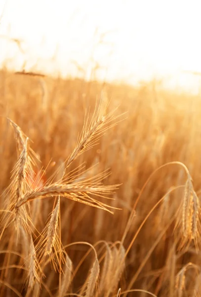 Cereal plant — Stock Photo, Image