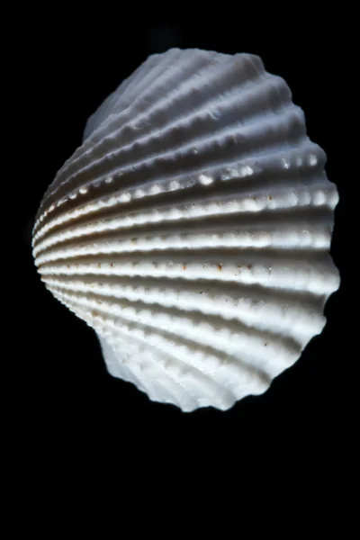 Sea shell geïsoleerd op zwart — Stockfoto