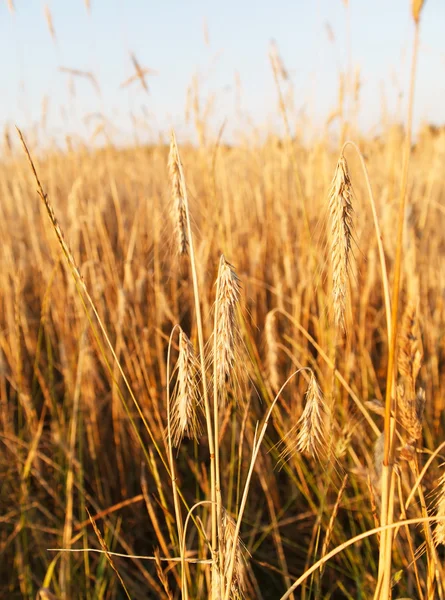 Planta de cereales — Foto de Stock