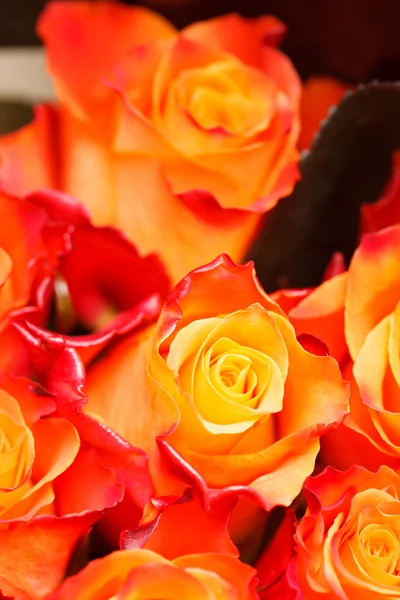 Belas rosas — Fotografia de Stock