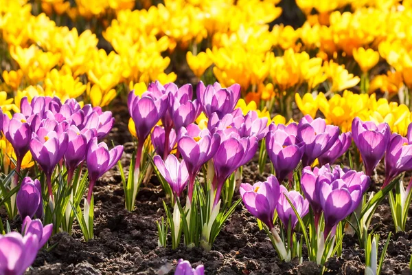 Flores de primavera — Fotografia de Stock