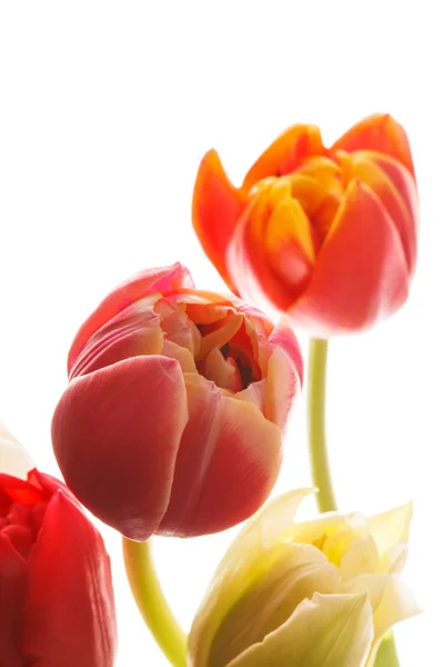 Belle tulipe — Photo