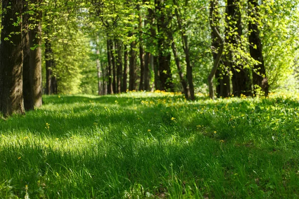 Prachtig park — Stockfoto