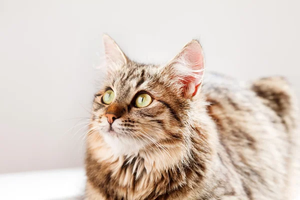 Cat relaxes and dreams — Stock Photo, Image