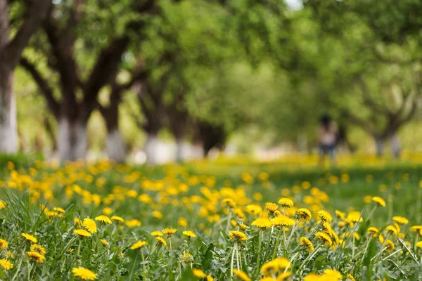 Parco primaverile — Foto Stock