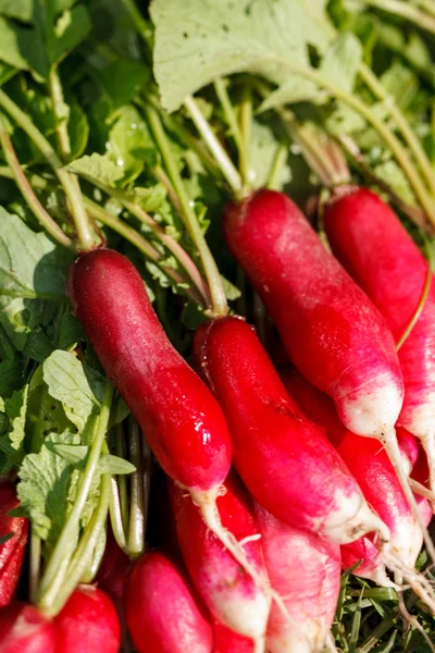 Fresh radish — Stock Photo, Image