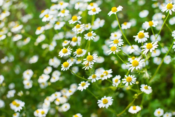 Champ de marguerite — Photo