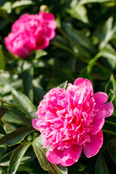 Blooming peony — Stock Photo, Image