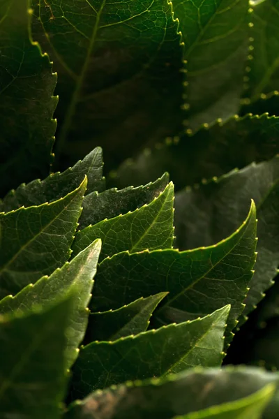 Folhas de fundo — Fotografia de Stock