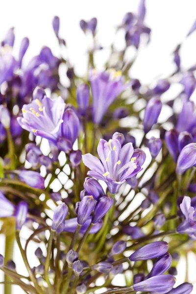 Blue flowers — Stock Photo, Image