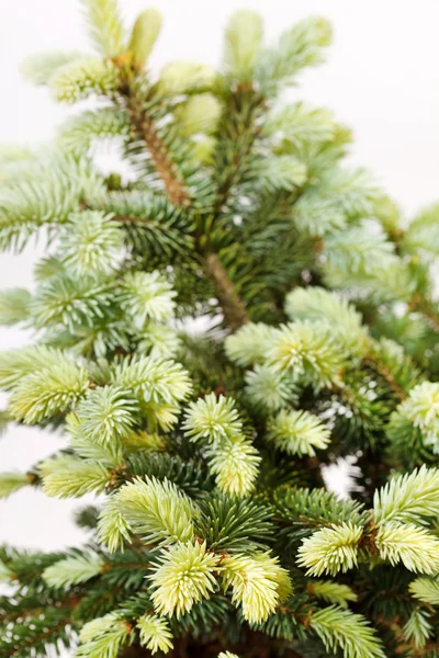 FIR tree isolerad på vit — Stockfoto