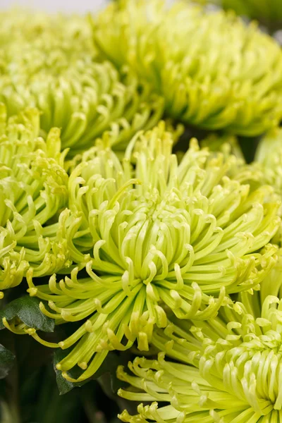 Chrysanthemenblüten — Stockfoto