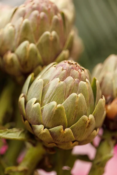 Artichoke — Stock Photo, Image