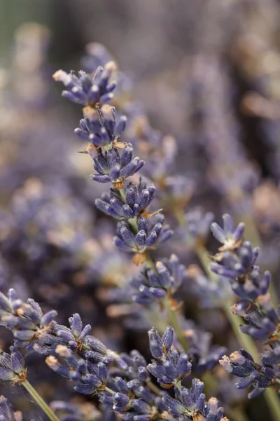 Dried lavender flowers — Stock Photo, Image