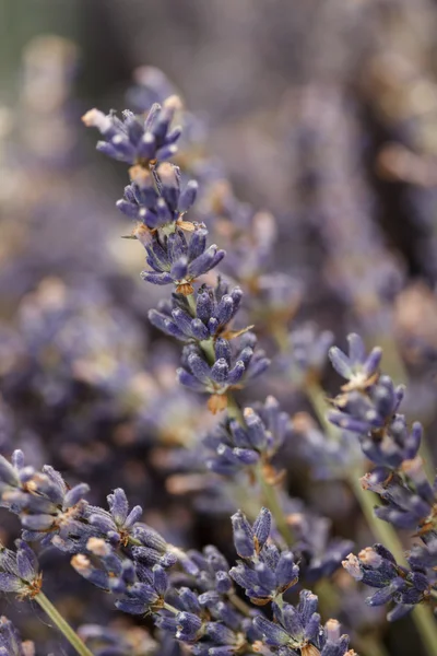 Flores secas de lavanda — Foto de Stock